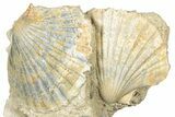 Fossil Pecten (Scallops) Cluster - Gironde, France #302971-2